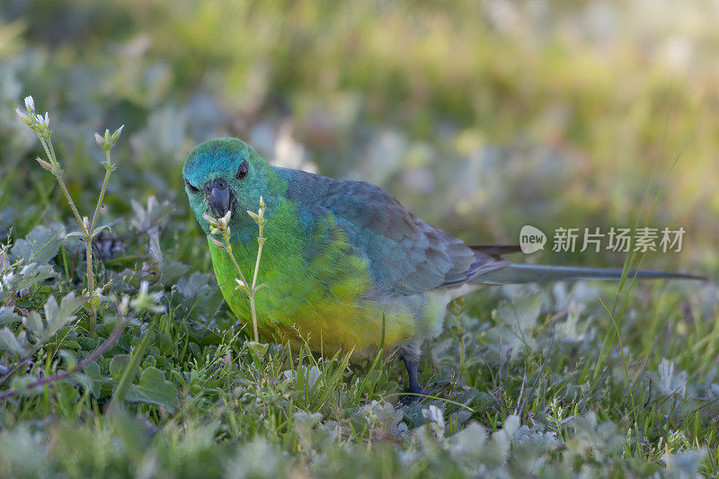 红作鹦鹉(Psephotus haematonotus)